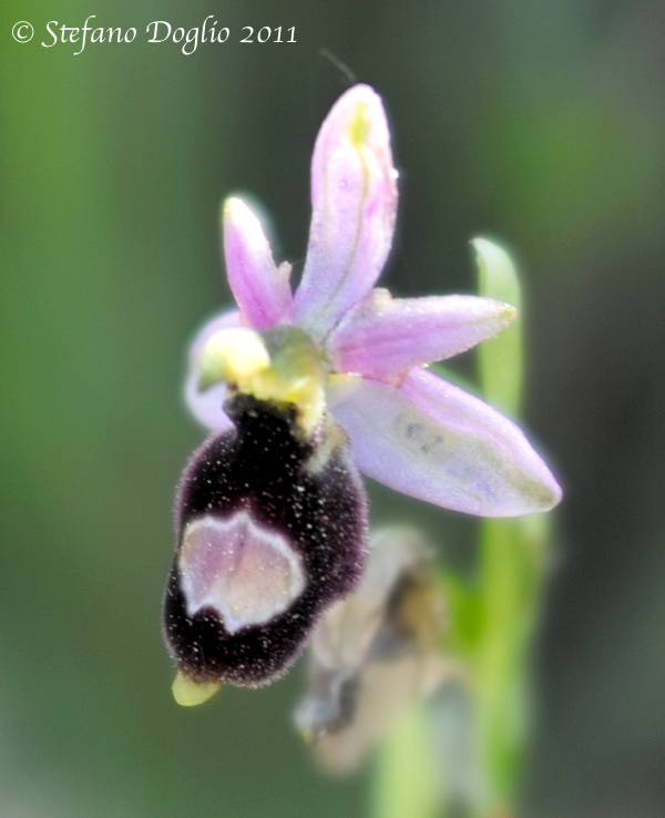 Ophrys bertolonii subsp. drumana